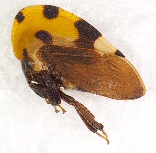 Membracis mexicana